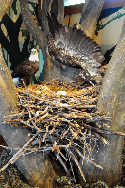 stuffed bald eagles